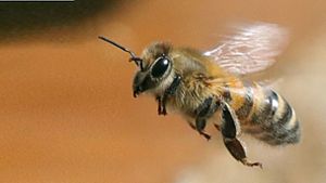 Bienenzucht als Hobby: Imkern in der Stadt